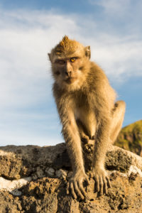 Barbary ape on the Gunung Batur, Barbary ape on the Gunung Batur,